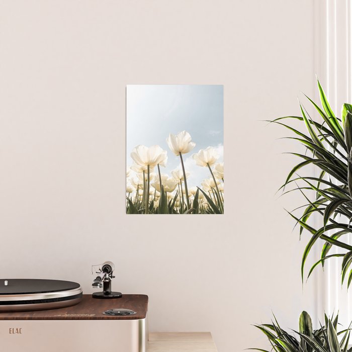 White Tulips In Spring In Holland Photo | Dutch Flowers Art Print |  Europe Travel Photography Poster Gallery Image 2