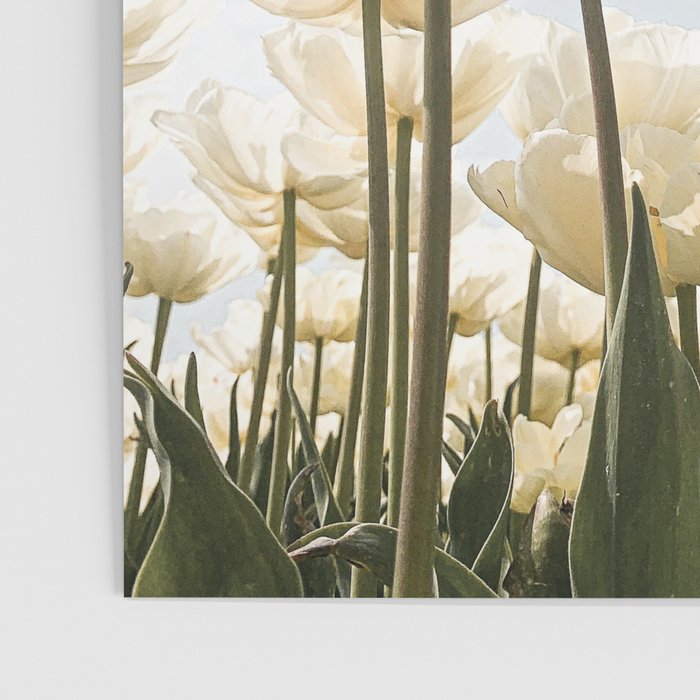 White Tulips In Spring In Holland Photo | Dutch Flowers Art Print |  Europe Travel Photography Poster Gallery Image 3