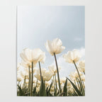 White Tulips In Spring In Holland Photo | Dutch Flowers Art Print |  Europe Travel Photography Poster Gallery Image 4