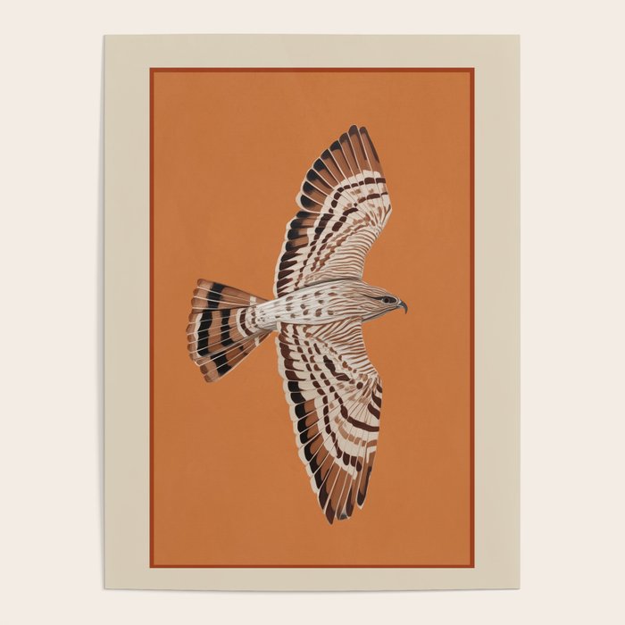 Hawk in Still Flight Poster Gallery Image 4