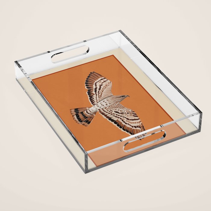 Hawk in Still Flight Acrylic Tray Gallery Image 1