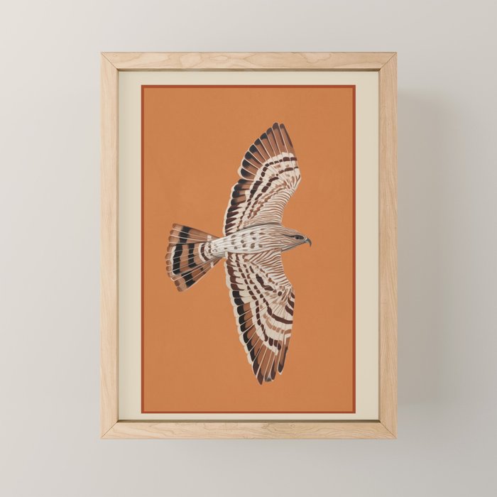 Hawk in Still Flight Mini Art Print Gallery Image 1