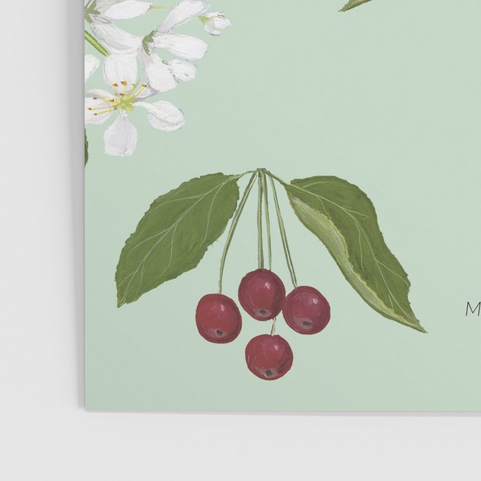 Siberian Crabapple Poster Gallery Image 3