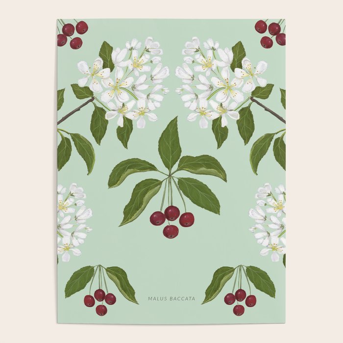 Siberian Crabapple Poster Gallery Image 4