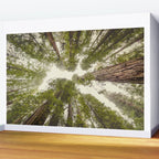 Into the Mist - Nature Photography Wall Mural Gallery Image 2