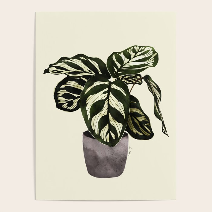 calathea botanical interior plant Poster Gallery Image 4