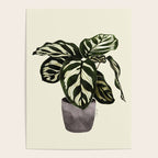 calathea botanical interior plant Poster Gallery Image 4