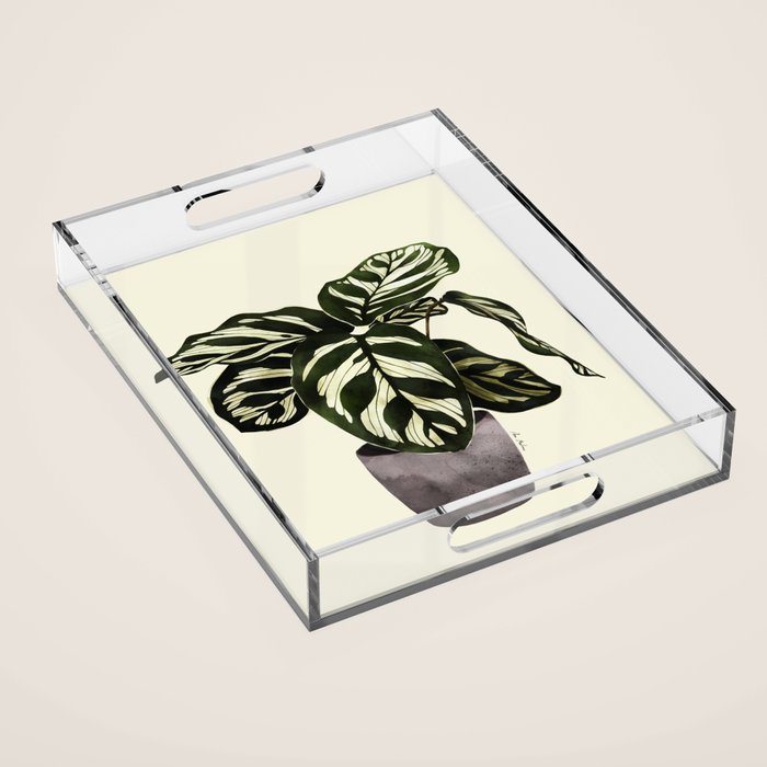 calathea botanical interior plant Acrylic Tray Gallery Image 1