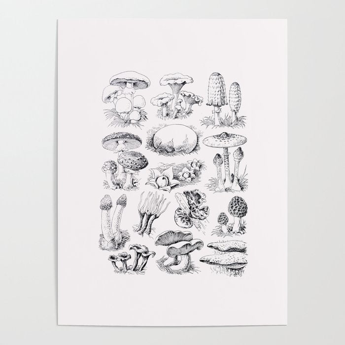 Mushroom Collection Poster Gallery Image 4