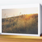 Golden - Beach vegetation at sunset - Botanic, nature and golden light Wall Mural Gallery Image 2