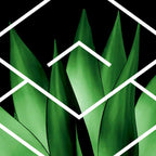 Agave geometrics III Coffee Mug Gallery Image 2