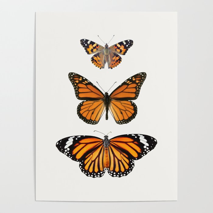 Monarch Butterflies III Poster Gallery Image 1