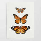 Monarch Butterflies III Poster Gallery Image 4