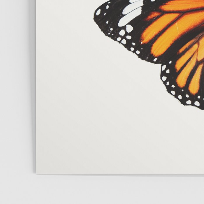 Monarch Butterflies III Poster Gallery Image 3