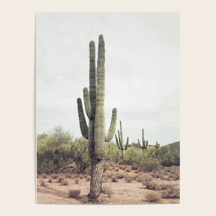 Desert Cactus Poster Gallery Image 4