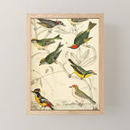 Kinglets from The Edinburgh Journal, 1835 (benefitting The Nature Conservancy) Mini Art Print Gallery Image 1