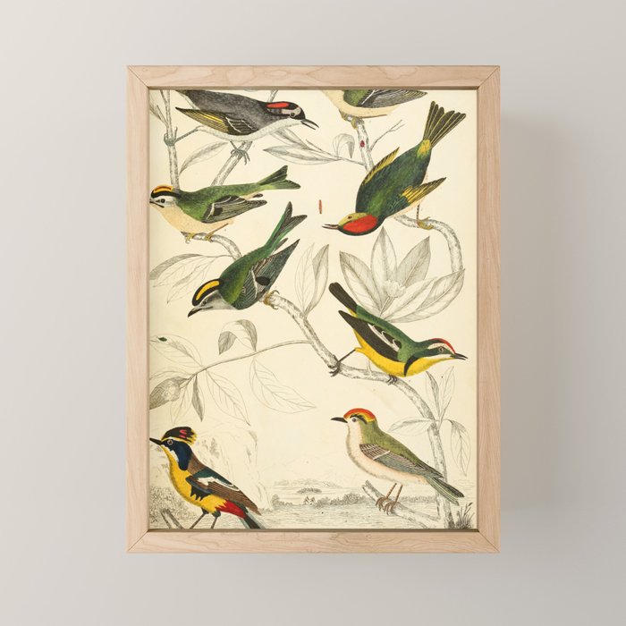 Kinglets from The Edinburgh Journal, 1835 (benefitting The Nature Conservancy) Mini Art Print Gallery Image 1