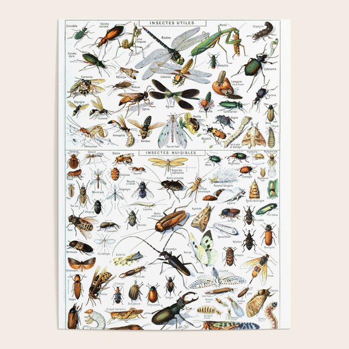 Insects Illustrations by Millot and Larousse Poster Gallery Image 4