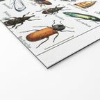Insects Illustrations by Millot and Larousse Welcome Mat Gallery Image 2