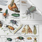 Insects Illustrations by Millot and Larousse Wall Tapestry Gallery Image 3