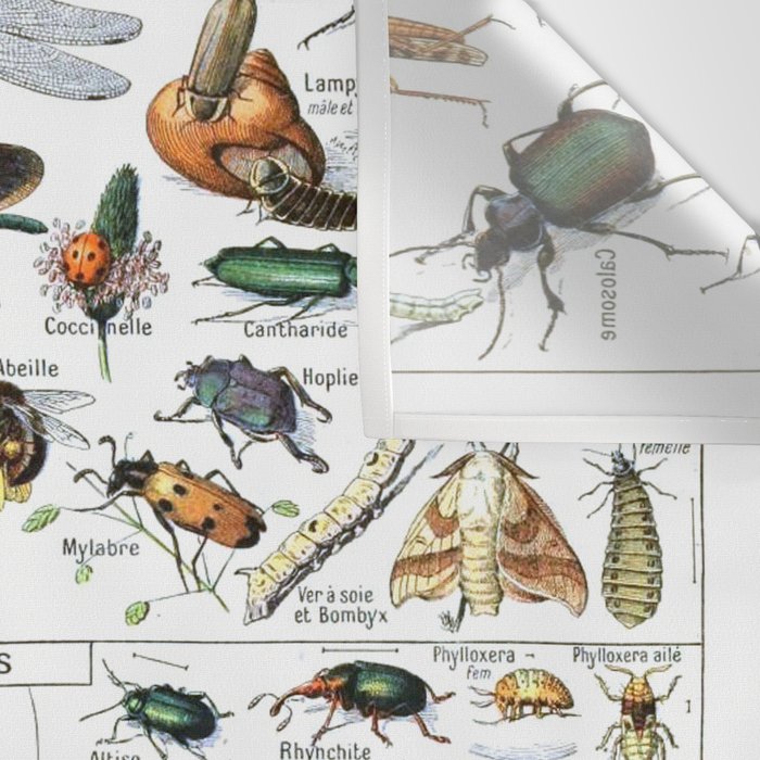 Insects Illustrations by Millot and Larousse Wall Tapestry Gallery Image 3