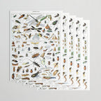 Insects Illustrations by Millot and Larousse Wrapping Paper Gallery Image 3