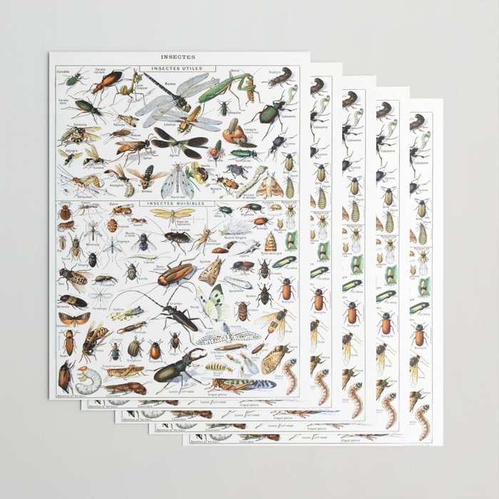 Insects Illustrations by Millot and Larousse Wrapping Paper Gallery Image 3