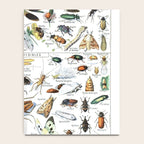 Insects Illustrations by Millot and Larousse Notebook Gallery Image 4