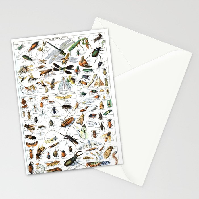 Insects Illustrations by Millot and Larousse Stationery Card Gallery Image 2