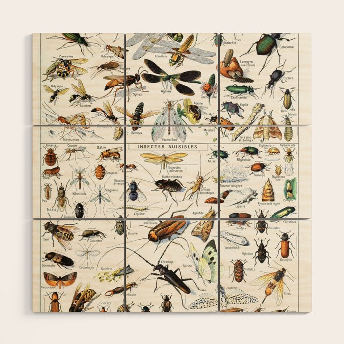Insects Illustrations by Millot and Larousse Wood Wall Art Gallery Image 1