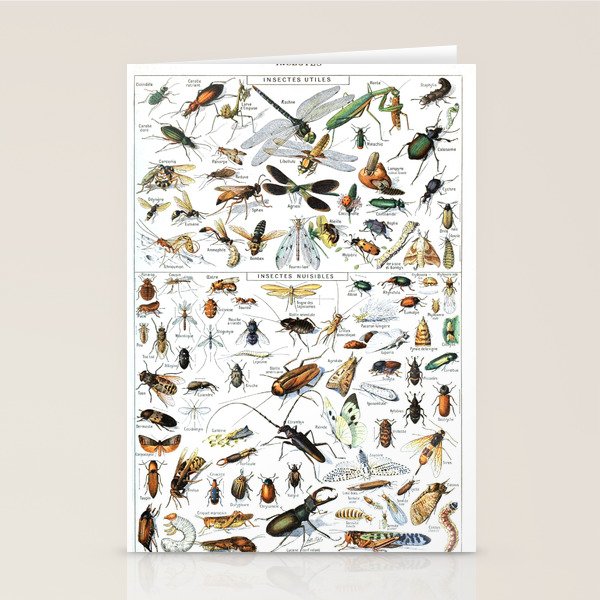 Insects Illustrations by Millot and Larousse Stationery Card Gallery Image 1