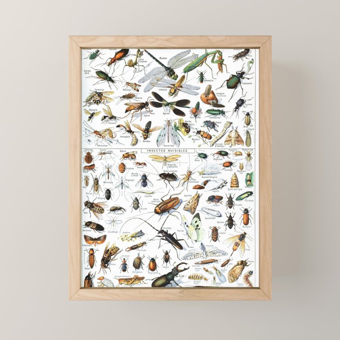 Insects Illustrations by Millot and Larousse Mini Art Print Gallery Image 1