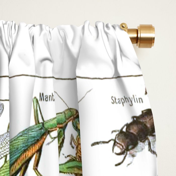 Insects Illustrations by Millot and Larousse Window Curtain Gallery Image 2