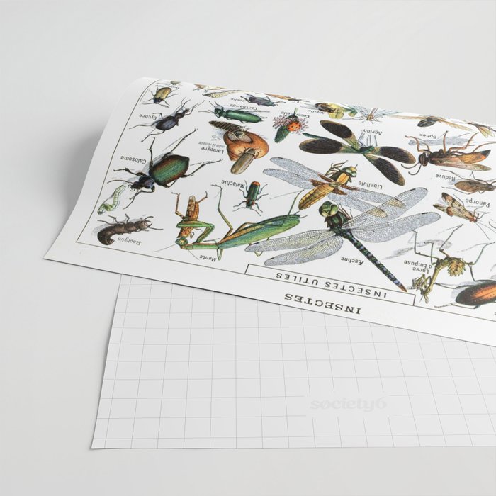 Insects Illustrations by Millot and Larousse Wrapping Paper Gallery Image 2
