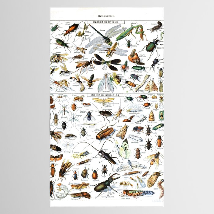 Insects Illustrations by Millot and Larousse Tablecloth Gallery Image 2