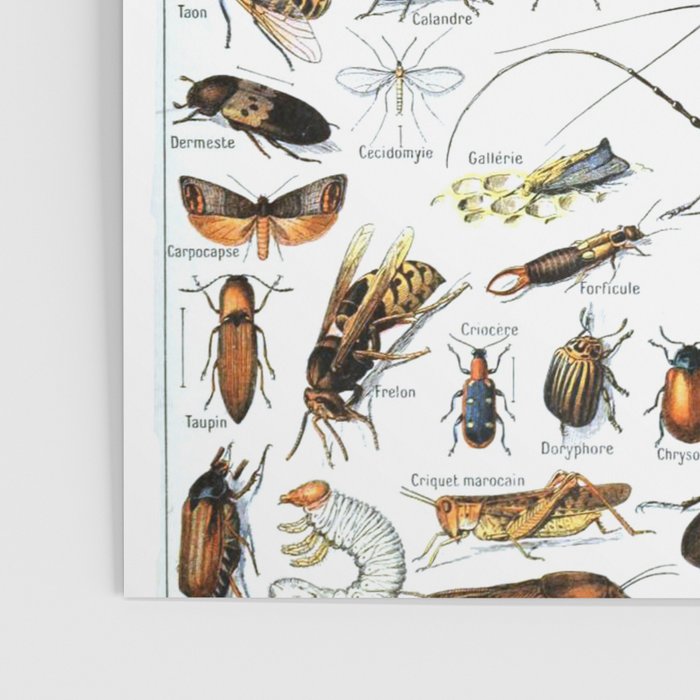 Insects Illustrations by Millot and Larousse Poster Gallery Image 3