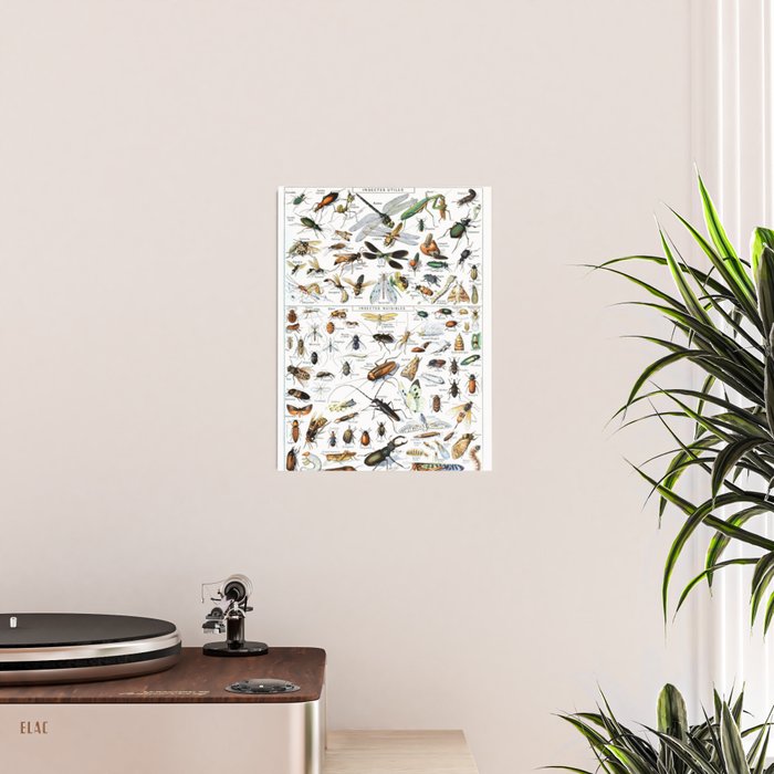 Insects Illustrations by Millot and Larousse Poster Gallery Image 2