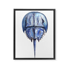 Blue Horseshoe Crab Framed Canvas Print Gallery Image 8