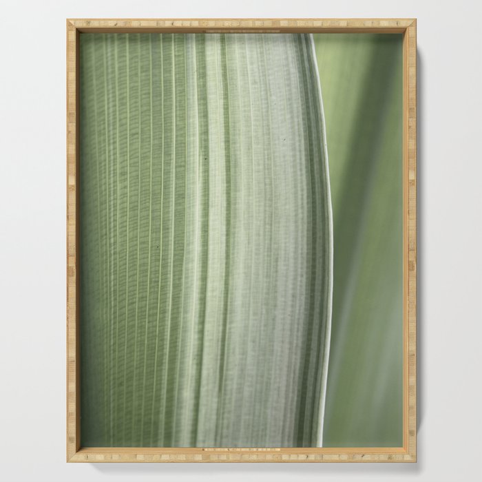 Botanical green abstract tropical leaf art print - mindful nature and travel photography Serving Tray Gallery Image 1