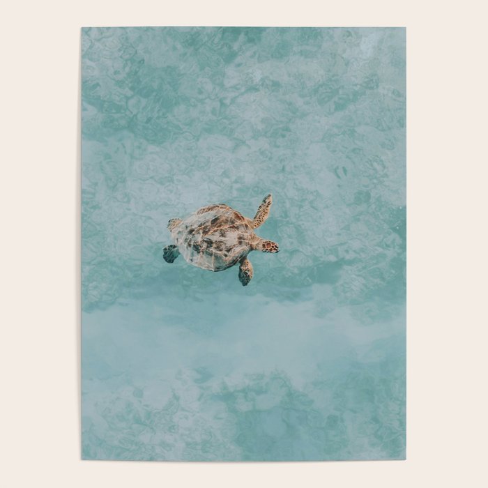 sea turtle vi Poster Gallery Image 1