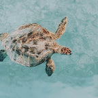 sea turtle vi Coffee Mug Gallery Image 2