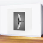Wings of an Egret in Mid-flight black and white photography - black and white photographs Wall Mural Gallery Image 2
