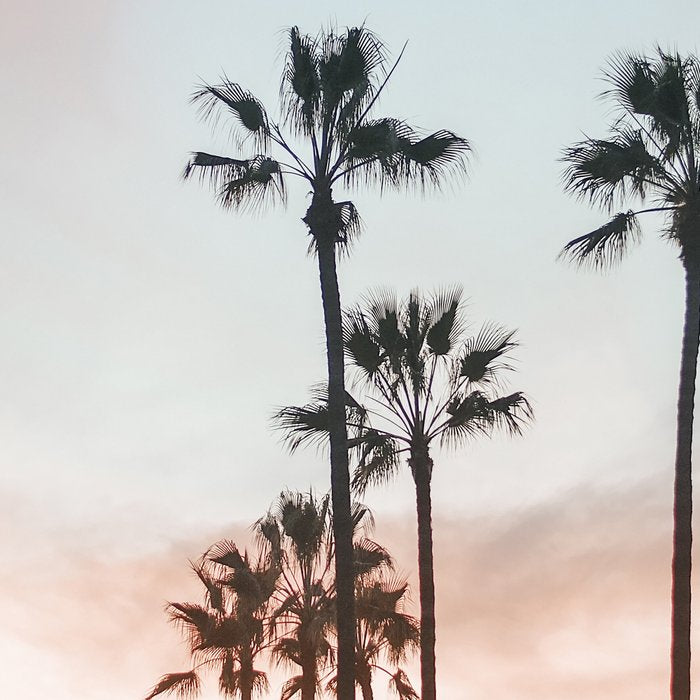 Palm Tree California Coffee Mug Gallery Image 2