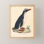 Ornithological illustration from "La Galerie de Oiseaux" ("Bird Gallery"), 1825 Mini Art Print Gallery Image 1