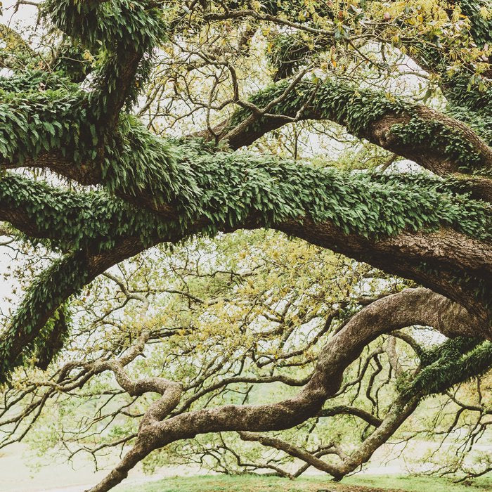 Audubon Park New Orleans  Coffee Mug Gallery Image 2