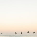 Birds at sunset | Playa Santa Teresa Costa Rica | Travel photography Coffee Mug Gallery Image 2