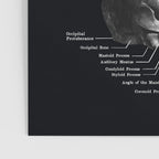 Skull Anatomy - Dark Version Poster Gallery Image 3