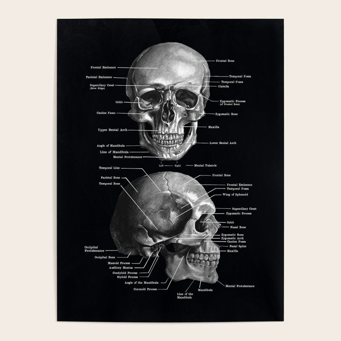 Skull Anatomy - Dark Version Poster Gallery Image 4