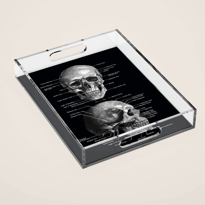 Skull Anatomy - Dark Version Acrylic Tray Gallery Image 1
