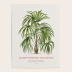 Cryosophila palm tree Poster Gallery Image 4